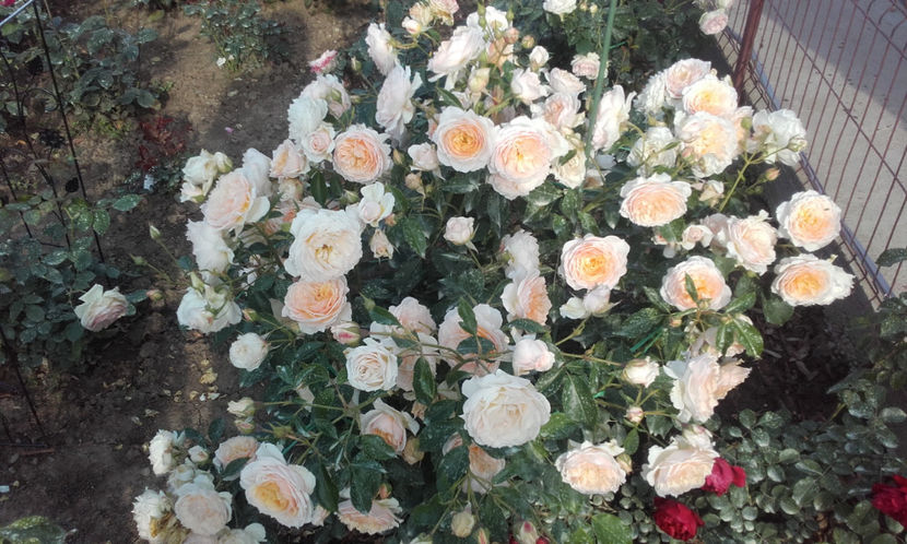  - CROCUS ROSE David Austin 3