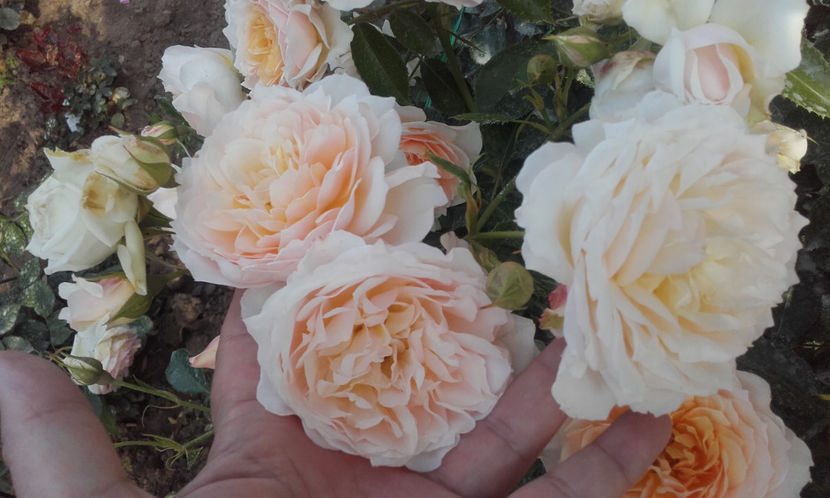 - CROCUS ROSE David Austin 3