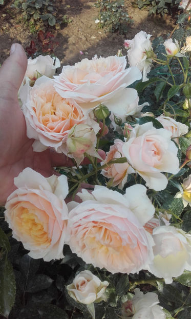  - CROCUS ROSE David Austin 3