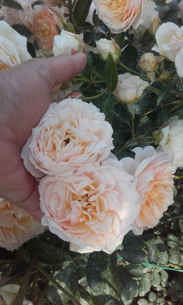  - CROCUS ROSE David Austin 3