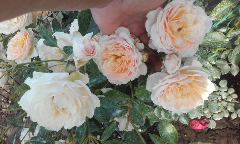  - CROCUS ROSE David Austin 3