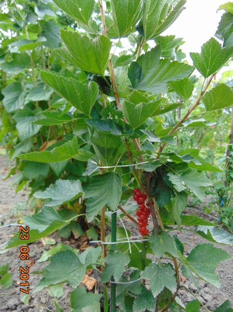 Makosta - 23 iunie 2017 - Makosta