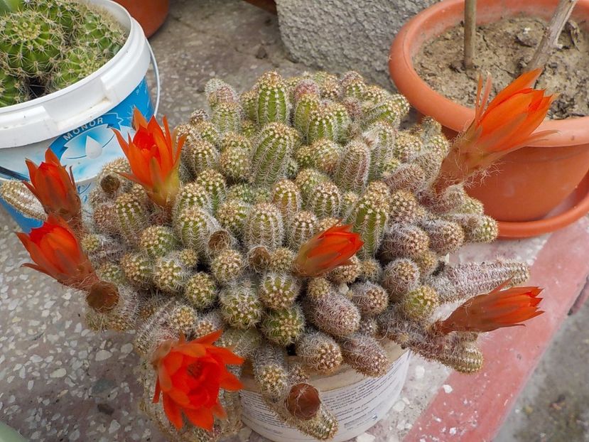  - CACTUSI si SUCULENTE