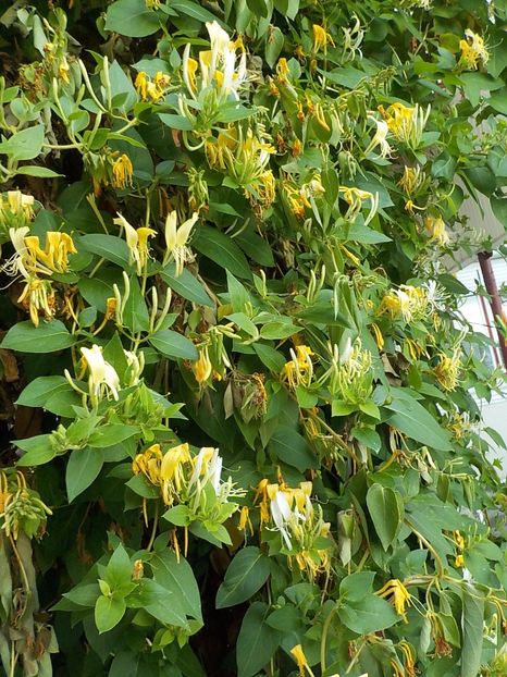  - lonicera