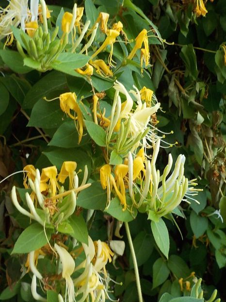  - lonicera