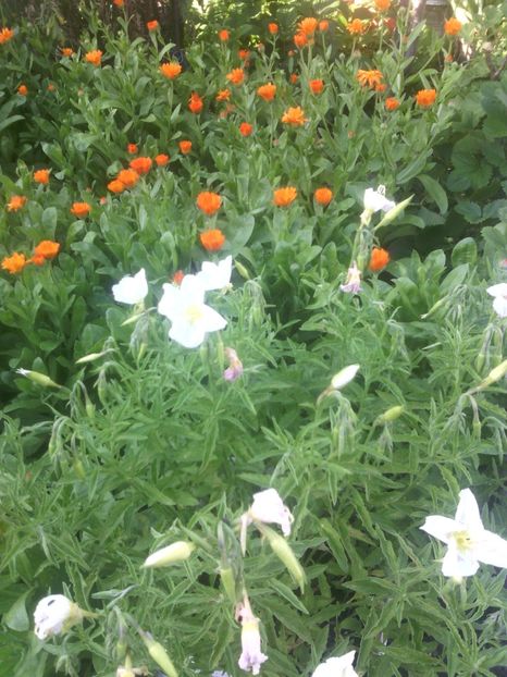  - 01-Flori din curtea mea 2017