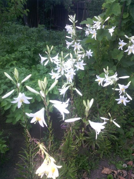  - 01-Flori din curtea mea 2017