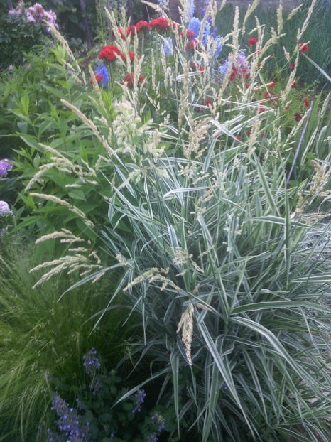  - 01-Flori din curtea mea 2017