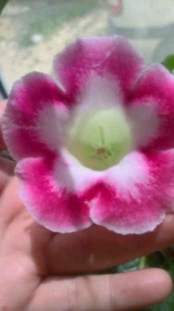  - gloxinia