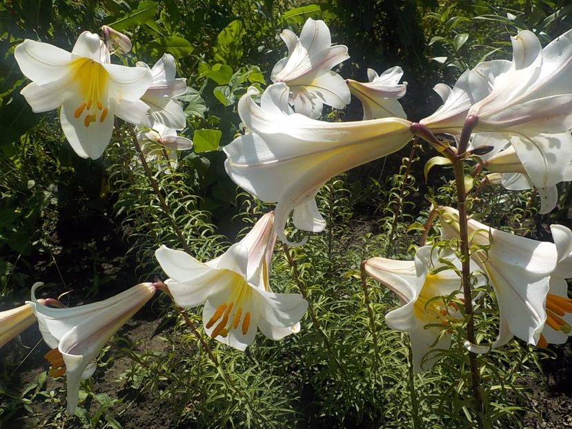  - lilium regale