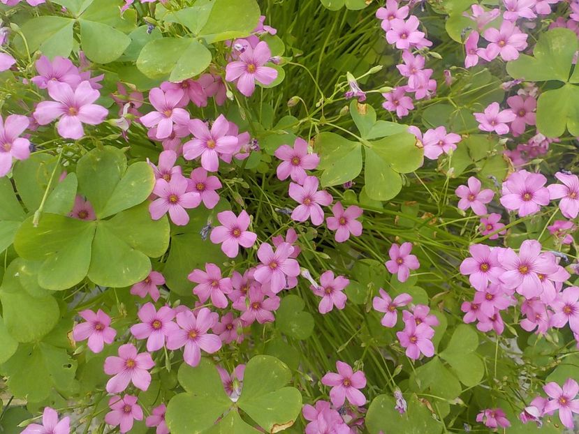  - oxalis