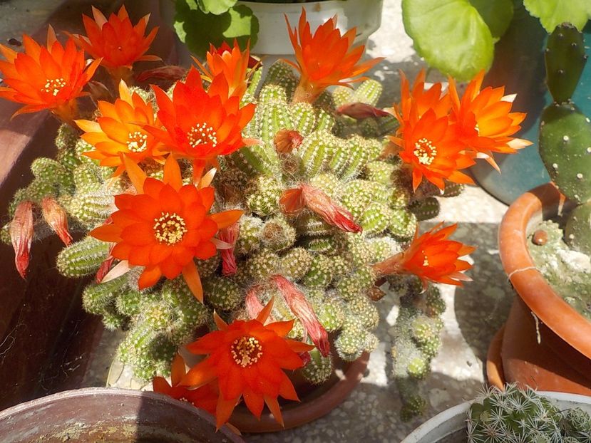 mammillaria vetula gracillis - chamaecereus sylvestris