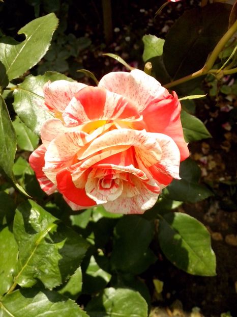 nr 31 - 0 TRANDAFIRI DIMOV 2017