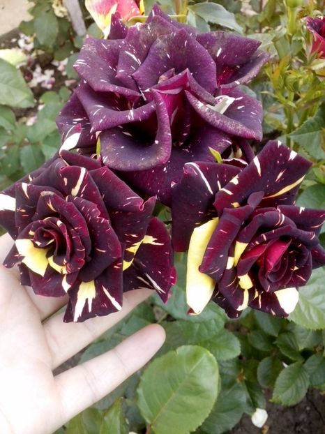  - 0 TRANDAFIRI DIMOV 2017