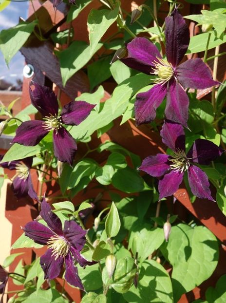 clematis mikelite (1) - clematis Mikelite