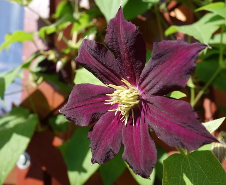 clematis mikelite (2) - clematis Mikelite