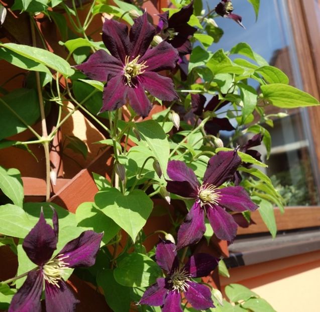 clematis mikelite (3) - clematis Mikelite