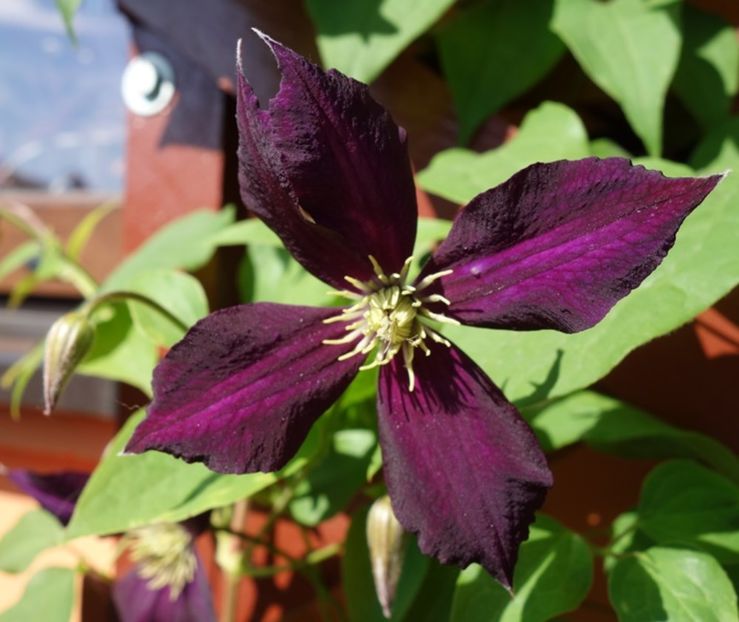 clematis mikelite (4) - clematis Mikelite