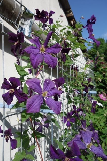  - Clematis Polish Spirit