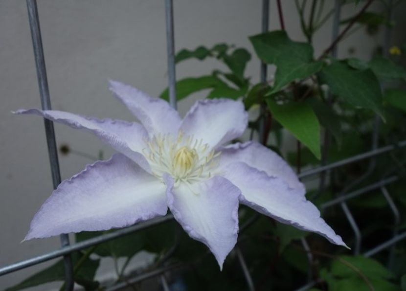  - clematis Gladys Picard