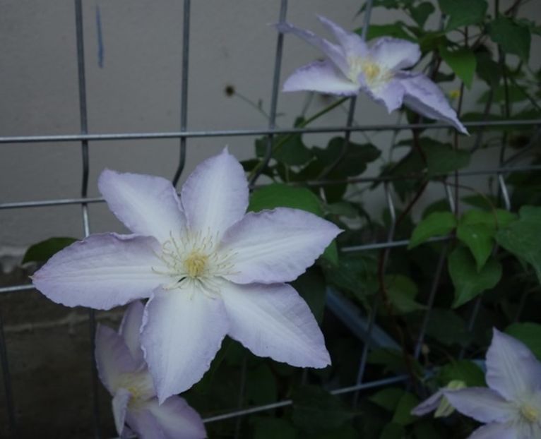  - clematis Gladys Picard