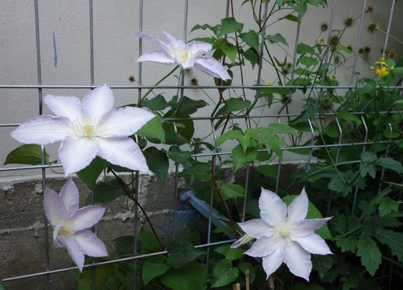  - clematis Gladys Picard