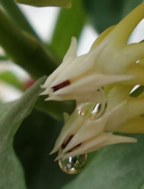  - hoya multiflora