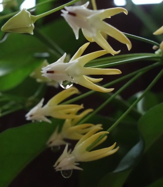  - hoya multiflora