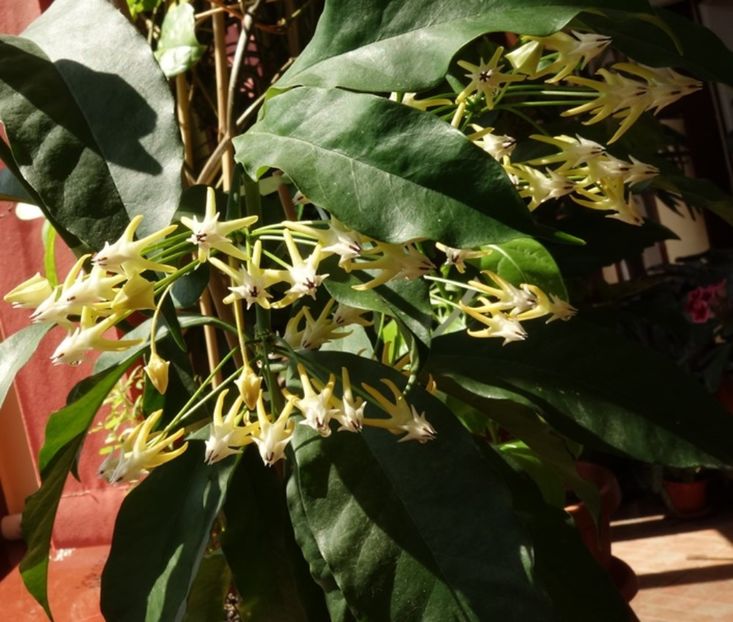  - hoya multiflora