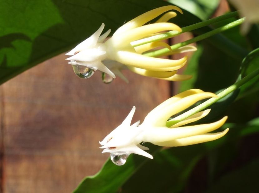  - hoya multiflora