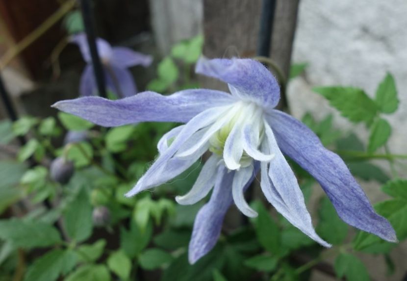 clematis iun (1) - clematis Maidwell Hall