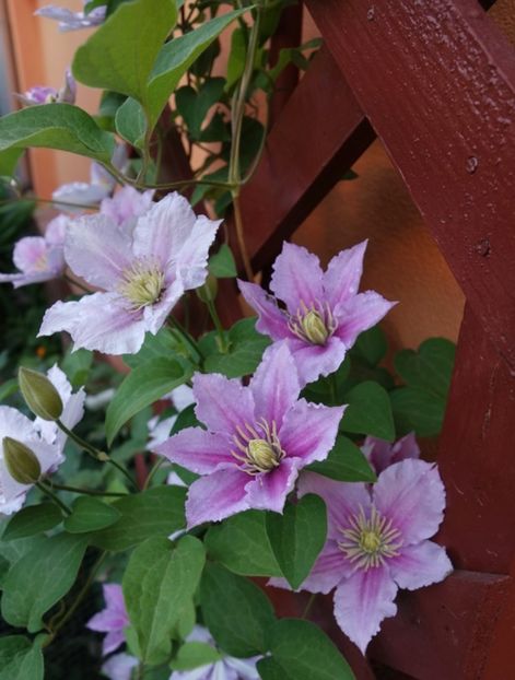  - clematis Piilu