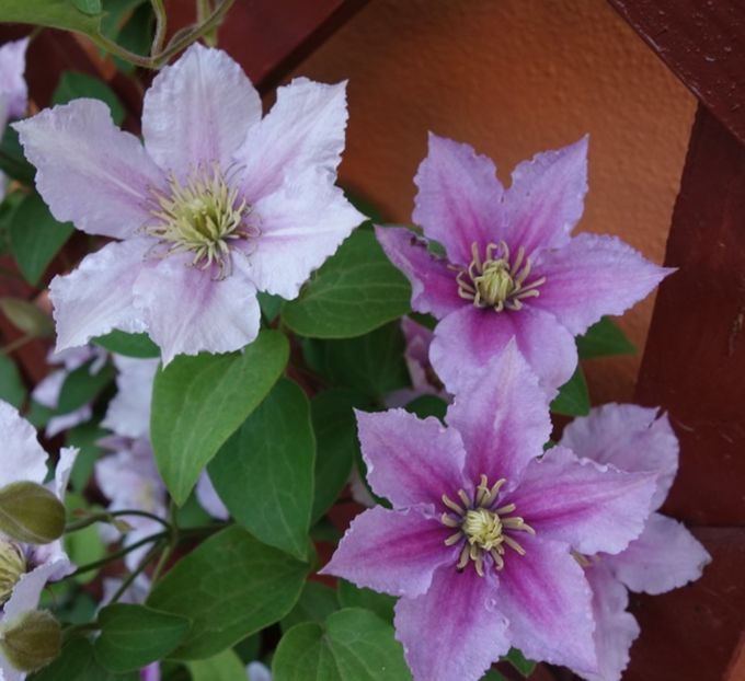  - clematis Piilu