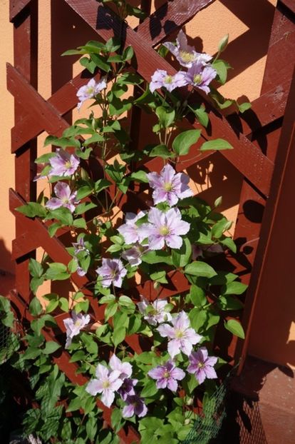  - clematis Piilu