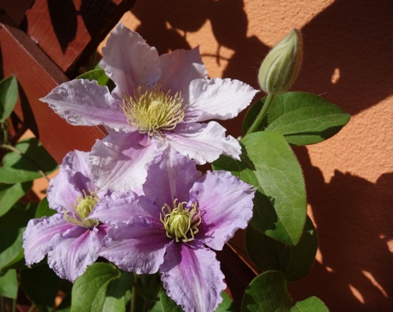  - clematis Piilu