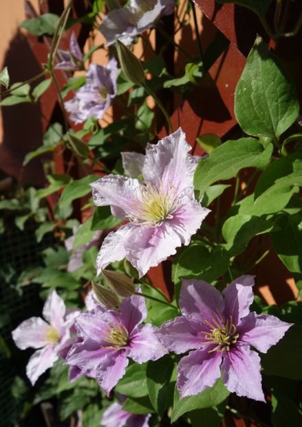  - clematis Piilu