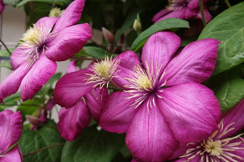  - Clematis Ville de Lyon