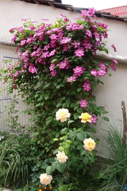  - Clematis Ville de Lyon