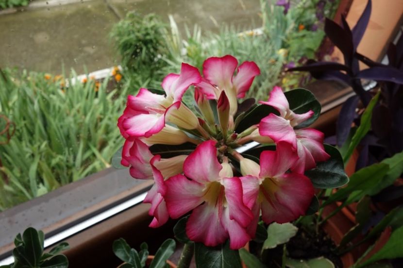  - Adenium obesum