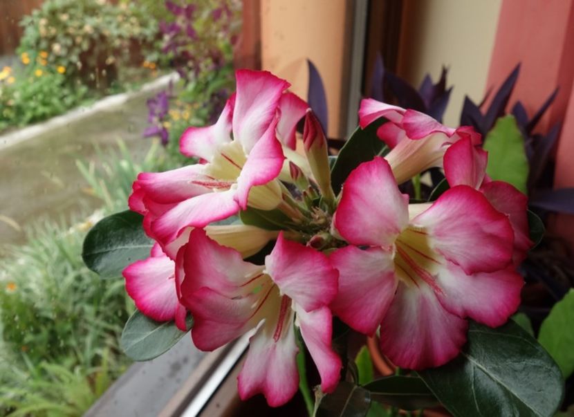  - Adenium obesum