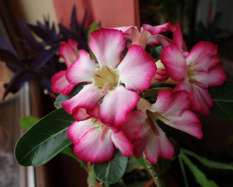  - Adenium obesum