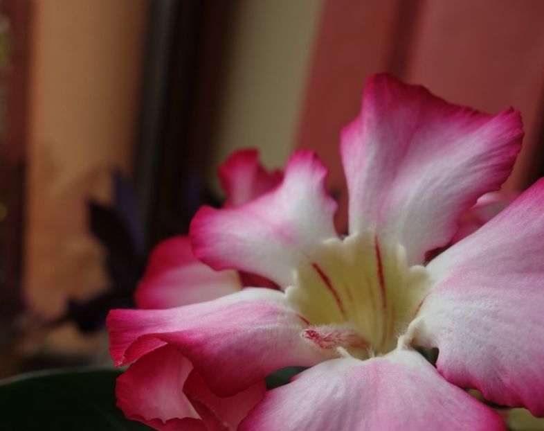  - Adenium obesum