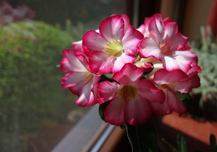  - Adenium obesum