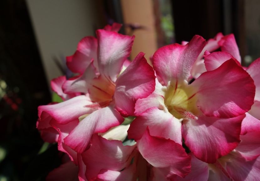  - Adenium obesum