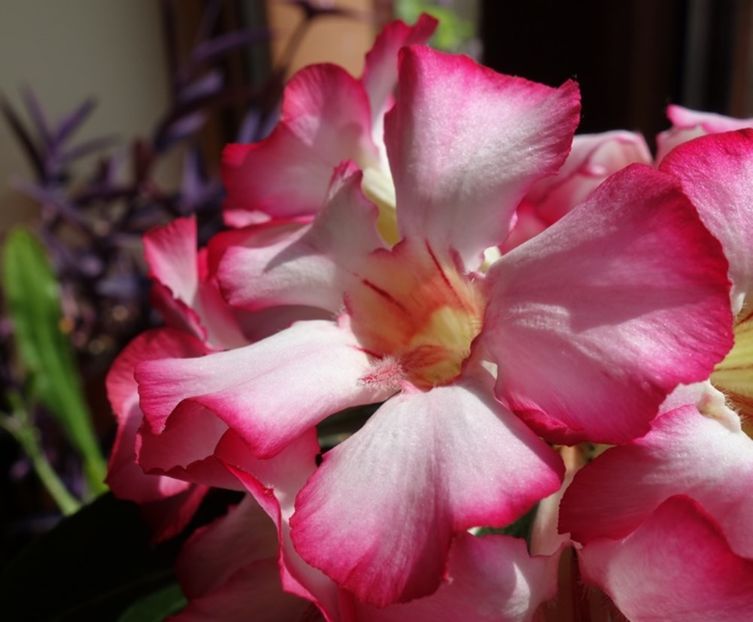  - Adenium obesum