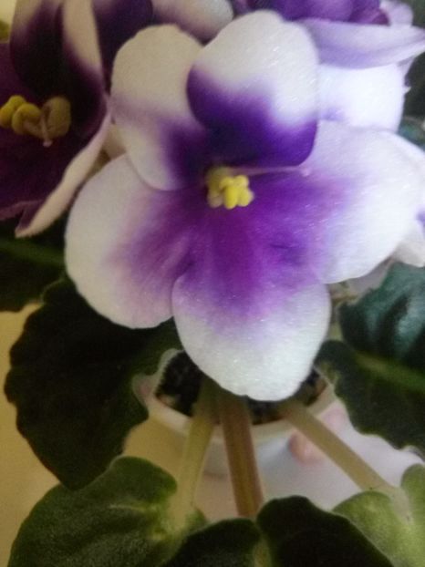 Floare violeta 1 - Pui Violete Africane multicolore