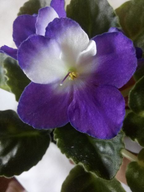 Floare violeta 3 - Pui Violete Africane multicolore