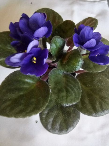 Violeta 5 - Pui Violete Africane multicolore
