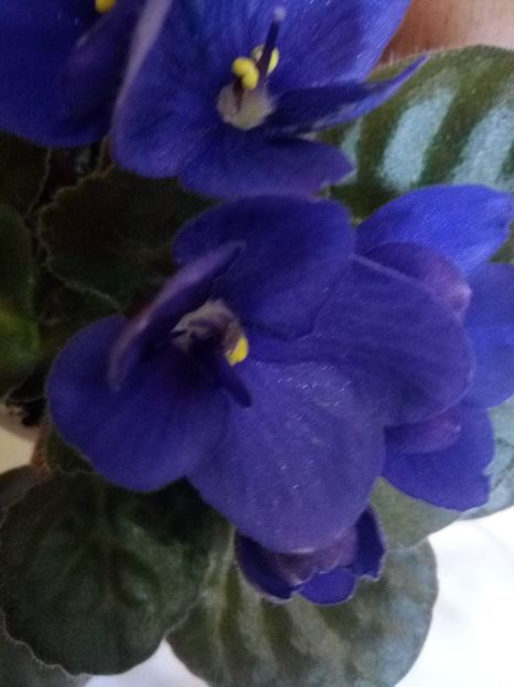 Floare violeta 5 - Pui Violete Africane multicolore