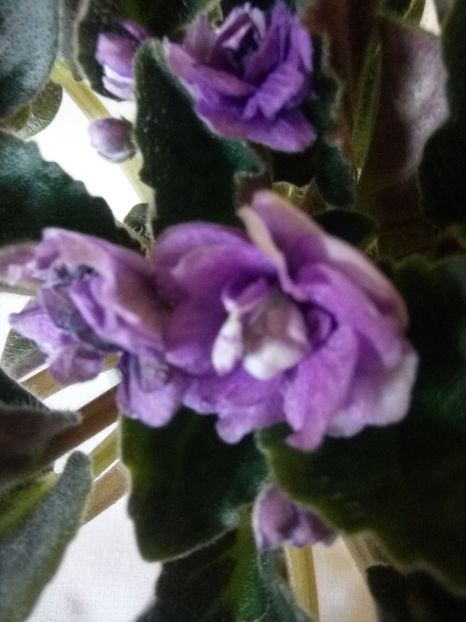 Floare violeta 8 - Pui Violete Africane multicolore